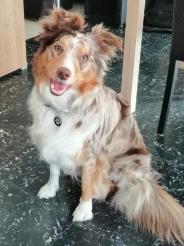 Médaillon Pets Identity® photo review